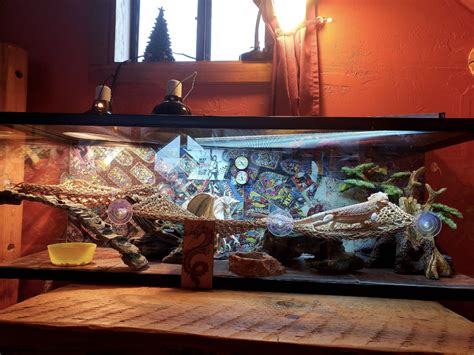 Detailed Guide To Setting Up Cozy And Wholesome Bearded Dragon Tank