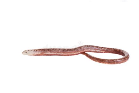 Sheltopusik Or European Legless Lizard On White Stock Photo Image Of