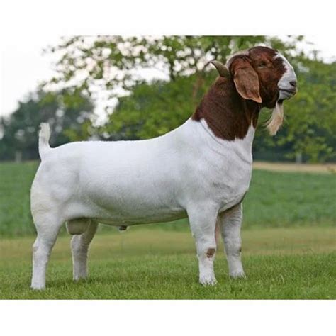 Boer Goat Wholesale Price And Mandi Rate For African Boeras