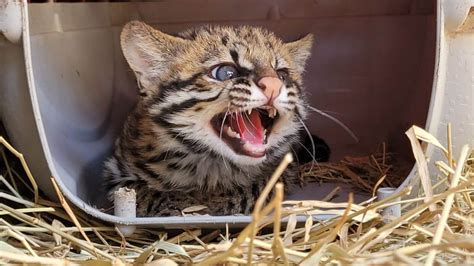 Mata Ciliar De Jundia Recebe Filhote De Gato Do Mato Pequeno Resgatado