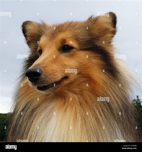 Sheltie Shetland Sheepdog Mini Collie Stock Photo Alamy