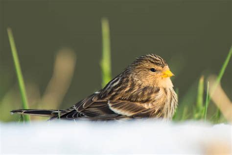 90+ Twite Bird Stock Photos, Pictures & Royalty-Free Images - iStock