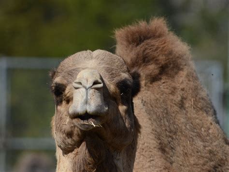 The Online Zoo - Dromedary Camel