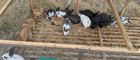 Meet Our Rabbits Cff Farm