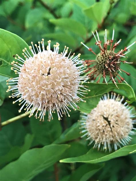 Cephalanthus Occidentalis Mellow Marsh Farm