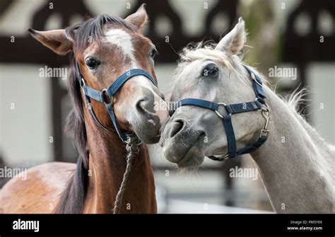 brown and white horse in love Stock Photo - Alamy