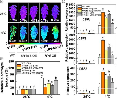 The HY5 And MYB15 Transcription Factors Positively Regulate Cold