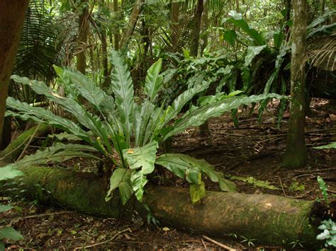 Birds Nest Fern How To Grow And Care For Asplenium Species Epic