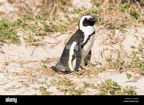 African Penguin On Boulders Beach Simons Town Cape Peninsula City