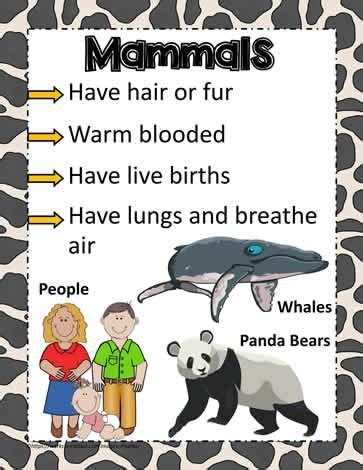 Mammals Characteristics For Kids - Pets Lovers