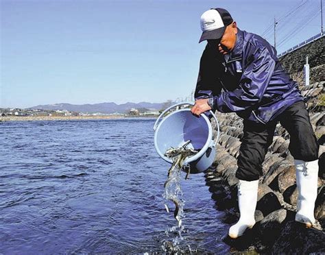 大分：稚アユ放流 元気に育って 日田、30か所に25万匹：地域ニュース 読売新聞