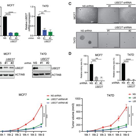 Loss Of Ube2t Expression Inhibits Breast Cancer Tumor Growth A Mcf7 Download Scientific