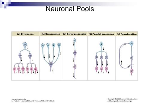 Ppt The Nervous System Nervous Tissue Chapter Powerpoint