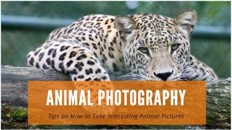 Animal Photography: Tips on How to Take Interesting Animal Pictures - Building Your Website ...