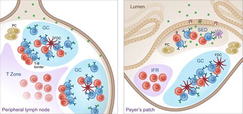 B Cell Immune Responses And Microanatomical Sites In Peripheral Lymph