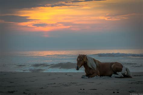 Assateague Sunrise Tour Assateague Island