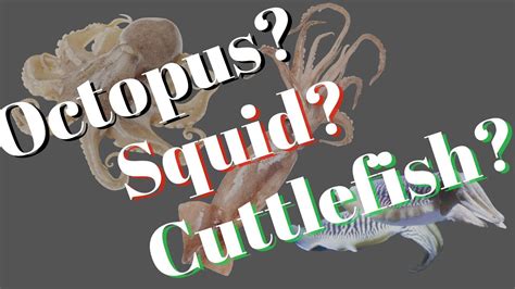 What The Difference Between Octopus Squid And Cuttlefish Youtube