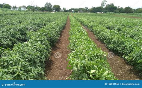 Chilli Farming Stock Image Image Of Variety Marketing 162081569