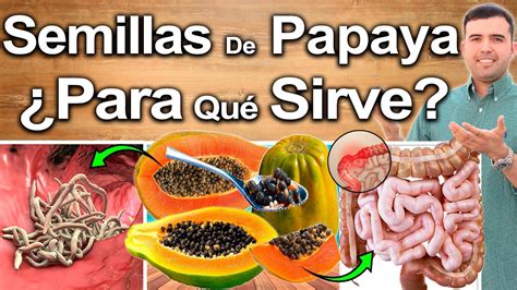 Semillas De Papaya Al Dia Para Qu Sirven Beneficios Para Tu