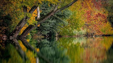 l automne couleurs coloré feuillage la nature feuilles d automne