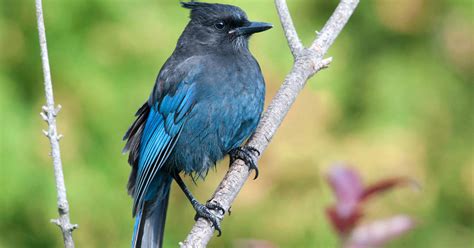 Blue Jay Identification All About Birds Cornell Lab Of Ornithology