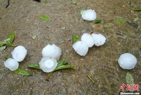 江西多地遭雷暴冰雹袭击 鸡蛋大冰雹砸死小猪江西冰雹新浪新闻