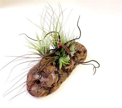 Air Plants On Driftwood Mounted Tillandsias On Tabletop Etsy Air Plants Plants Air Plant