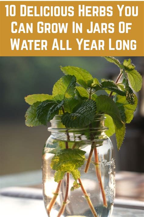 25 Herbs Vegetables Plants You Can Grow In Water Artofit