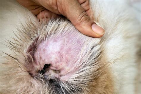 Natural Treatment To Treat Dog Ear Yeast Infection