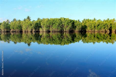 Mangrove forest topical rainforest Stock Photo | Adobe Stock