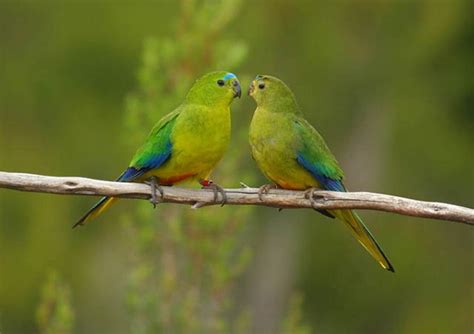 worlds rarest bird photo competition amusing planet