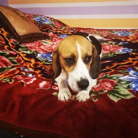 Beagle Tricolor Suczka Cz Stochowa Zawodzie D Bie Olx Pl