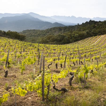 Domaine De Torraccia Site Officiel Du Tourisme Et Des Vacances En Corse