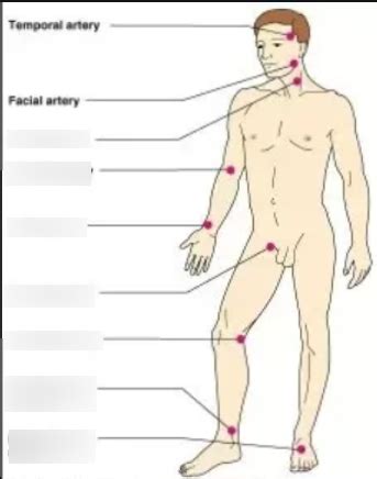 Artery Pulse Points Diagram Diagram Quizlet