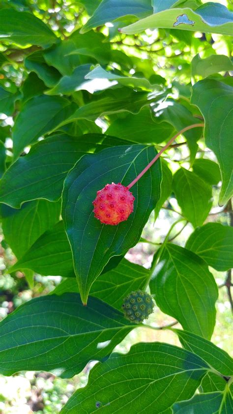 Download free photo of Kousa dogwood,dogwood tree,berry,tree,berries - from needpix.com