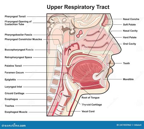 Upper Respiratory Tract Infections. Cartoon Vector | CartoonDealer.com ...