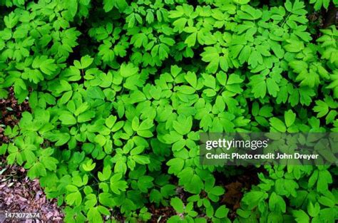 Sassafras Leaves Photos and Premium High Res Pictures - Getty Images