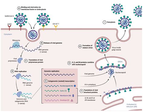 Ijms Free Full Text Deciphering Sars Cov Virologic And