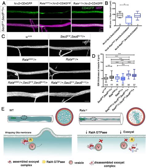 RalA GTPase And The Exocyst Complex Genetically Interact In The