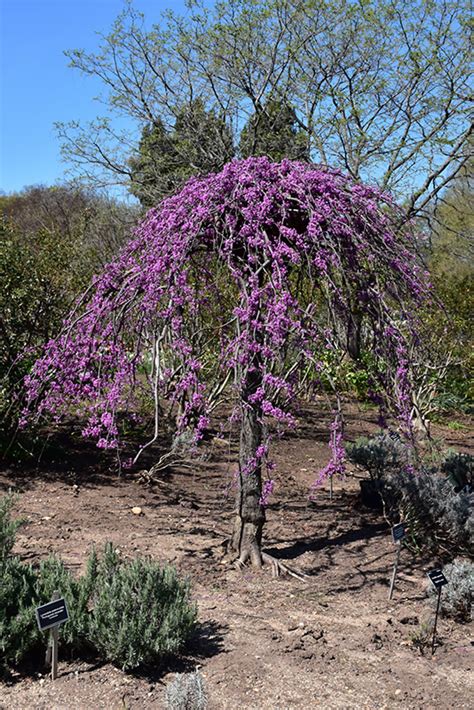 Lavender Twist Redbud Cercis Canadensis Covey In Lancaster York