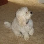 Cavachon Pictures - Photos of Cavachons | The Cavachon Cove