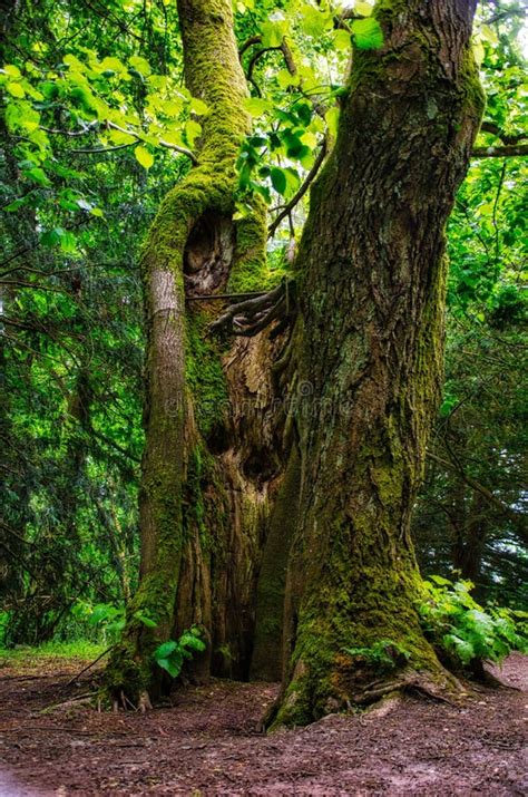 Lightning strikes tree stock photo. Image of grove, tree - 185724754