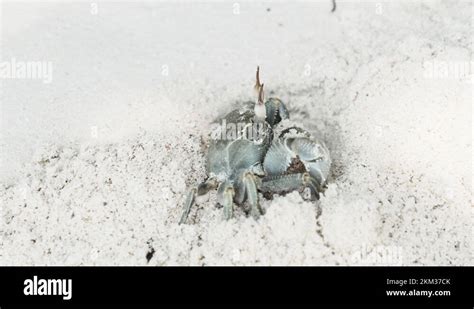 Hermit Crab Digs A Hole In The Sand And Hides On A Tropical Beach