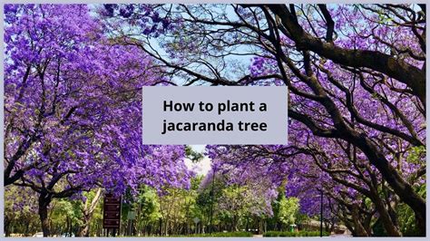 Jacaranda Tree Plant