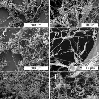 Sem Micrographs At Two Increasing Magnification Levels Leftright