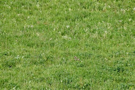 Kostenlose foto Gras Pflanze Feld Rasen Wiese Prärie Blume