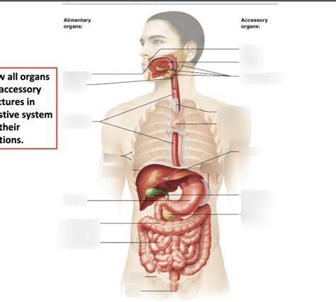 Digestive System Overview Diagram Quizlet