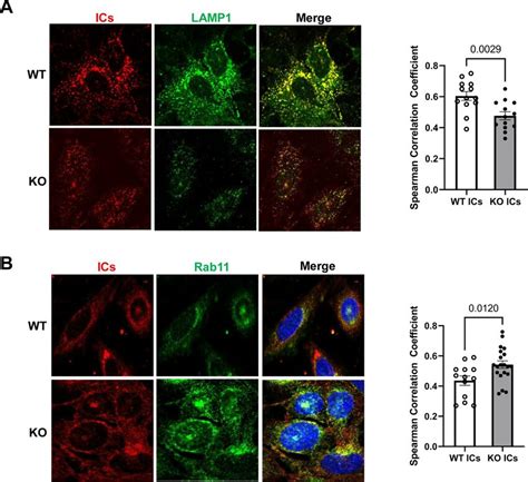 Knockout Of FcRn In Cultured Podocytes Significantly Decreases Immune