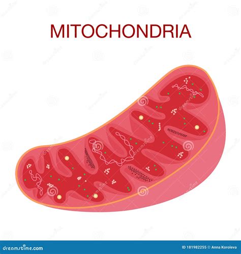 Diagrama De La Estructura De Mitocondria Ilustración Del Vector De