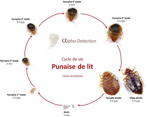 Tout Savoir Sur Les Punaises De Lit